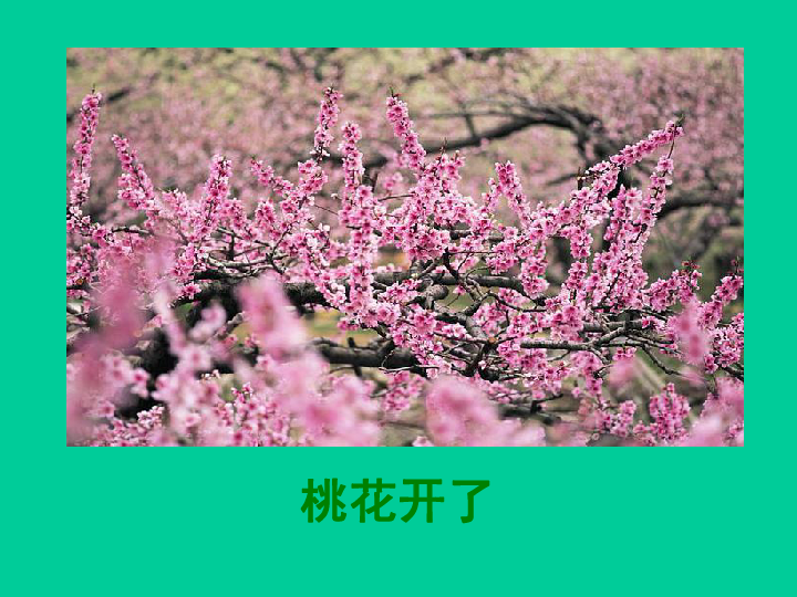 小柳树和小枣树讲课视频_小柳树和小枣树的ppt_小柳树和小枣树ppt课件