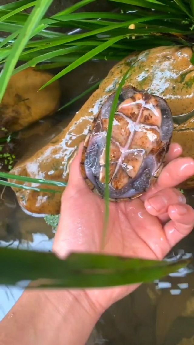 古克罗克的甲壳-养乌龟的三大秘诀，你都知道吗？