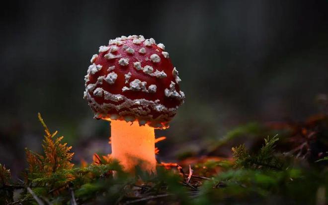 蘑菇房子涂色_蘑菇房子的颜色怎么涂_蘑菇房子画画
