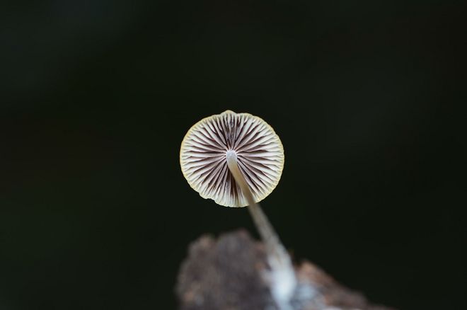 蘑菇房子画画_蘑菇房子的颜色怎么涂_蘑菇房子涂色