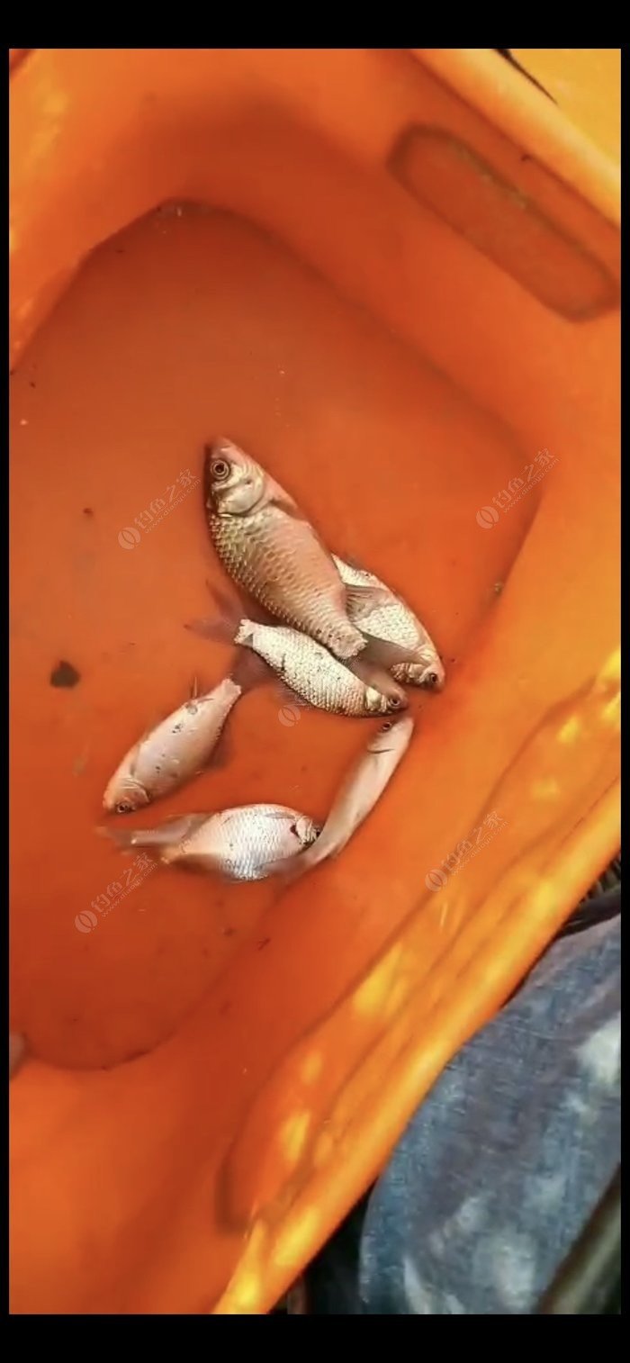 小猫钓鱼游戏玩法与规则_小猫钓鱼游戏怎么玩_亲子小猫钓鱼游戏规则