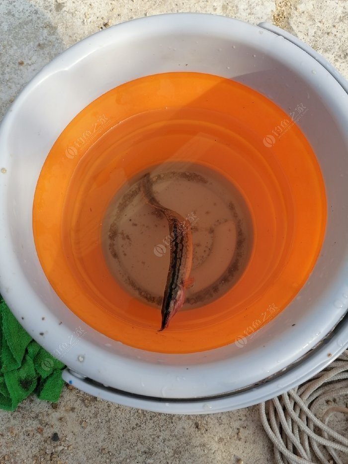小猫钓鱼游戏怎么玩_亲子小猫钓鱼游戏规则_小猫钓鱼游戏玩法与规则