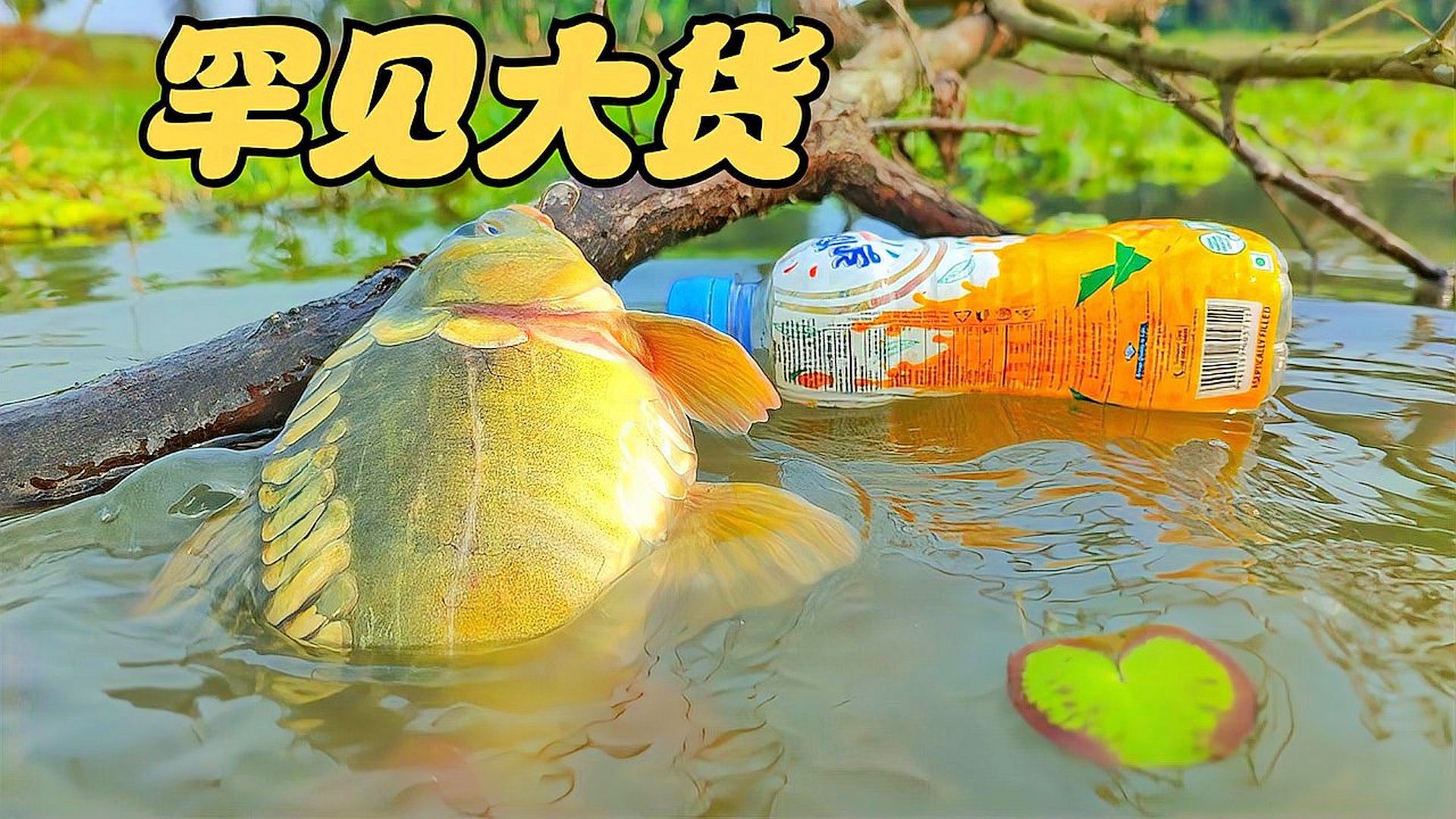 搜索抓鱼视频_抓章鱼的视频_抓章鱼视频大全视频播放
