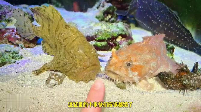 搜索抓鱼视频_抓章鱼的视频_抓章鱼视频大全视频播放