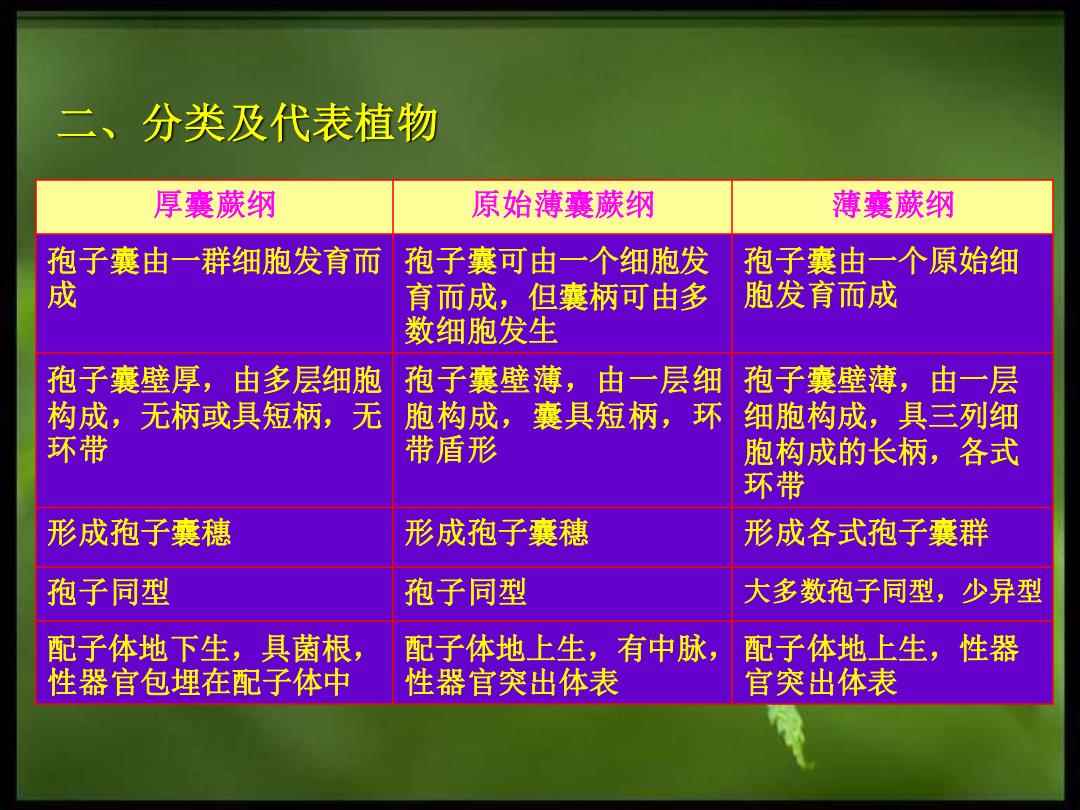 孢子注册表修复器_孢子注册表在哪_孢子注册表修复工具怎么用