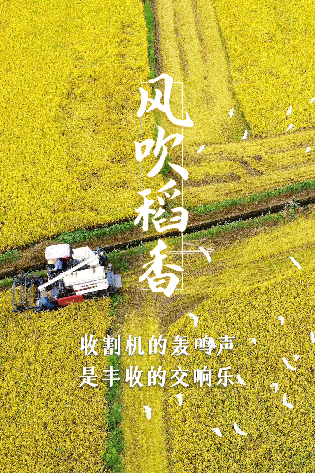 秋天的田野 音乐_田野纯音乐_田野秋天音乐教案中班