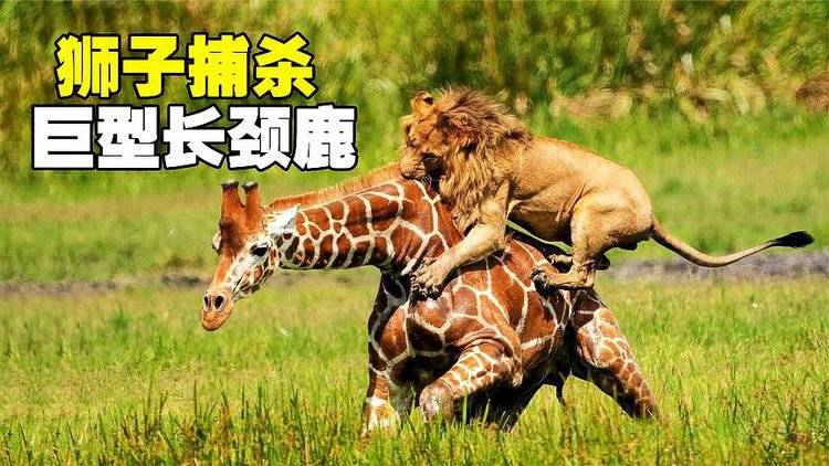 狮子被长颈鹿踢死视频-长颈鹿VS狮子：温顺生物的逆袭之力