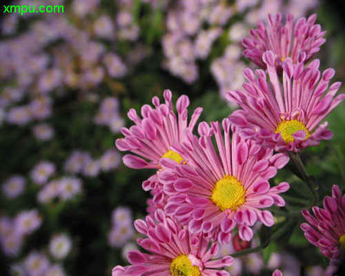 菊花马克笔手绘_菊花马克笔手绘教程_人工少女3去马赛克有菊花版