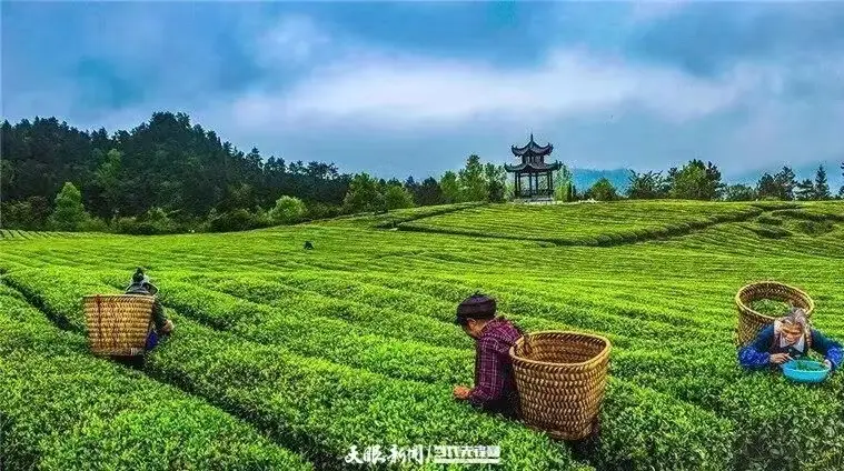 幻象染料配方_幻象染料图纸在哪里买_幻象染料在哪买