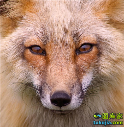 长颈鹿怕什么动物_害怕长颈鹿_长颈鹿不怕人