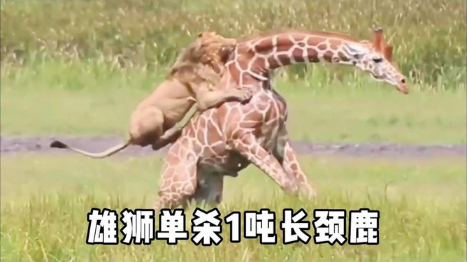 长颈鹿不怕人_害怕长颈鹿_长颈鹿怕什么动物