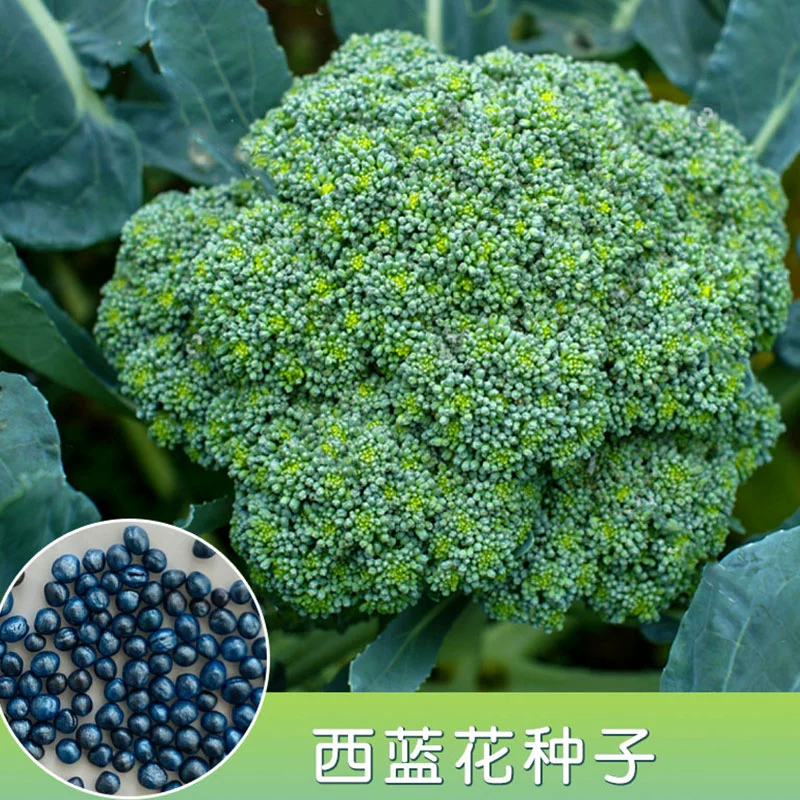 繁殖战争无限西兰花_兰花鼠尾草繁殖方法_铁兰花怎么繁殖