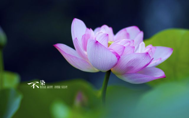 黄瓜摘意思梦见吃是什么意思_黄瓜摘意思梦见吃是怎么回事_梦见摘黄瓜吃是什么意思