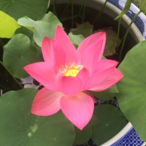 柳树和枣树的6句对话_小柳树和小枣树视频_柳树和枣树的故事全文