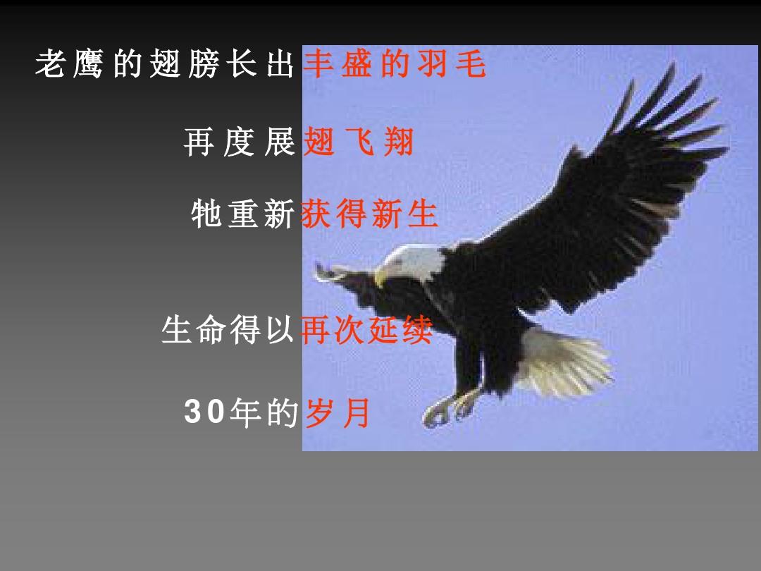 企鹅学飞行_企鹅飞翔_企鹅学飞三
