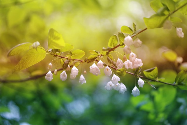 植物写生教案-植物写生教学：让学生与大自然亲密接触，感受自然魅力的美妙体验