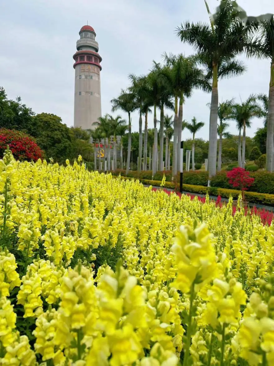 教案写生植物图片_《植物写生》教案_植物写生教案