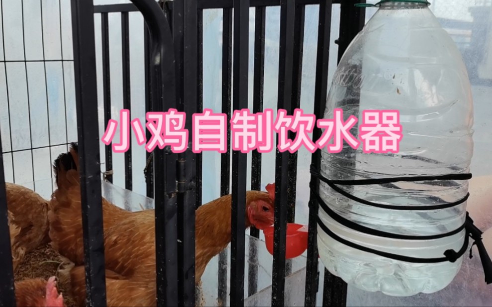 用可乐瓶自制小鸡喝水器，简单有趣的 DIY 项目，给生活带来意想不到的乐趣