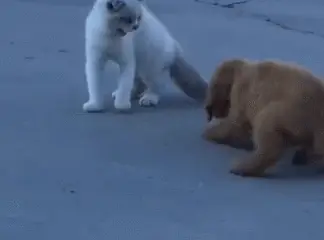 猫和狗打架视频_猫狗打架视频把狗吓死_打架视频猫狗图片