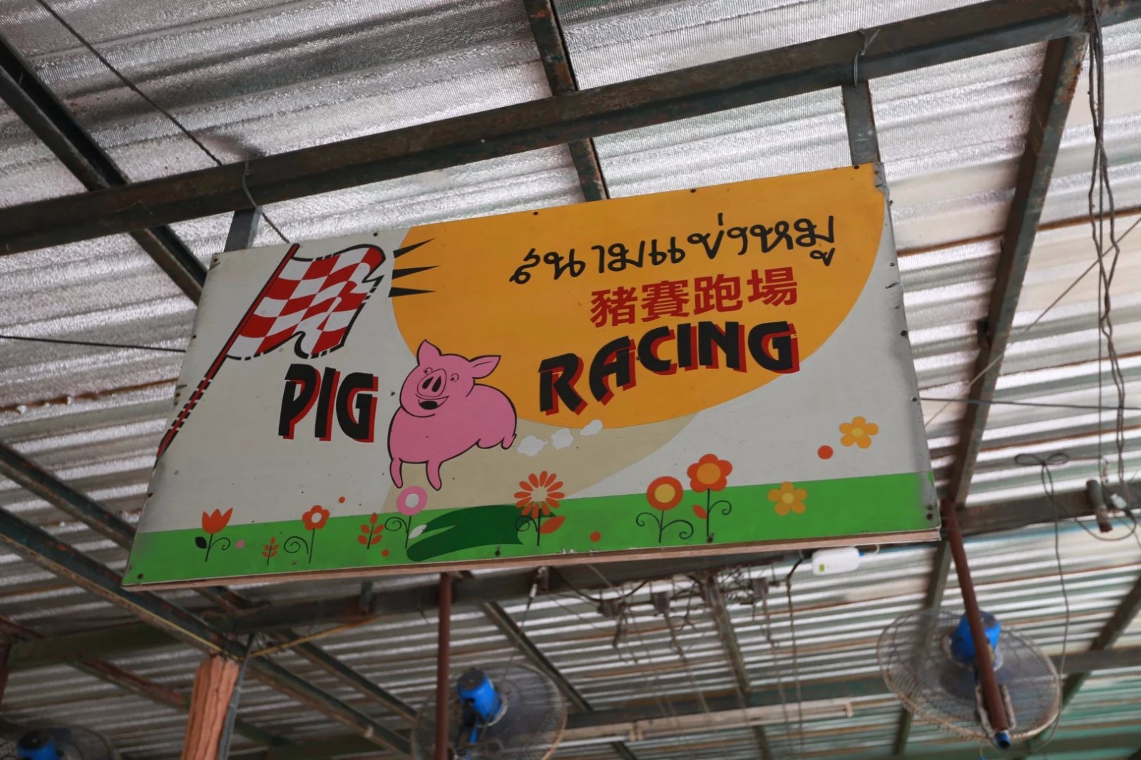 小猪赛跑比赛作文好词好句_小猪赛跑比赛起源_小猪赛跑比赛