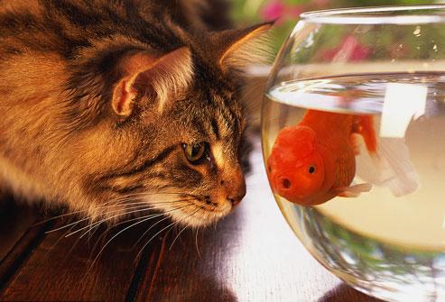 动画片大全小猫钓鱼-小猫钓鱼：童年的欢笑与成长的启示