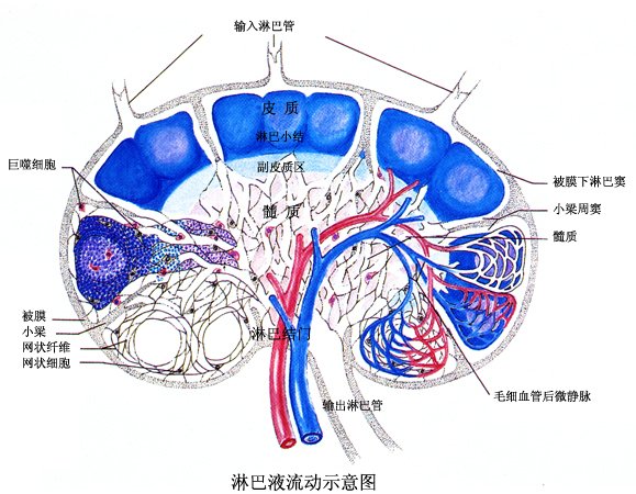 血浆组织液淋巴蛋白质_血浆中蛋白质多于淋巴_蛋白液质血浆淋巴组织是什么