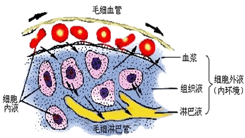 血浆中蛋白质多于淋巴_血浆组织液淋巴蛋白质_蛋白液质血浆淋巴组织是什么
