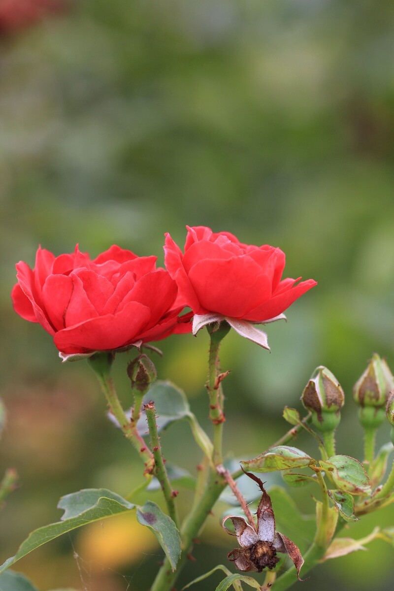 樱花双手钢琴谱_樱花草双手简谱_樱花草双手谱子