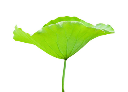 荷叶边裁剪法_荷叶的剪法_荷叶边怎么裁剪
