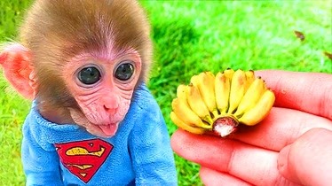 猴子吃香蕉的写作业_猴子吃香蕉小练笔_猴子吃香蕉的蕉怎么写