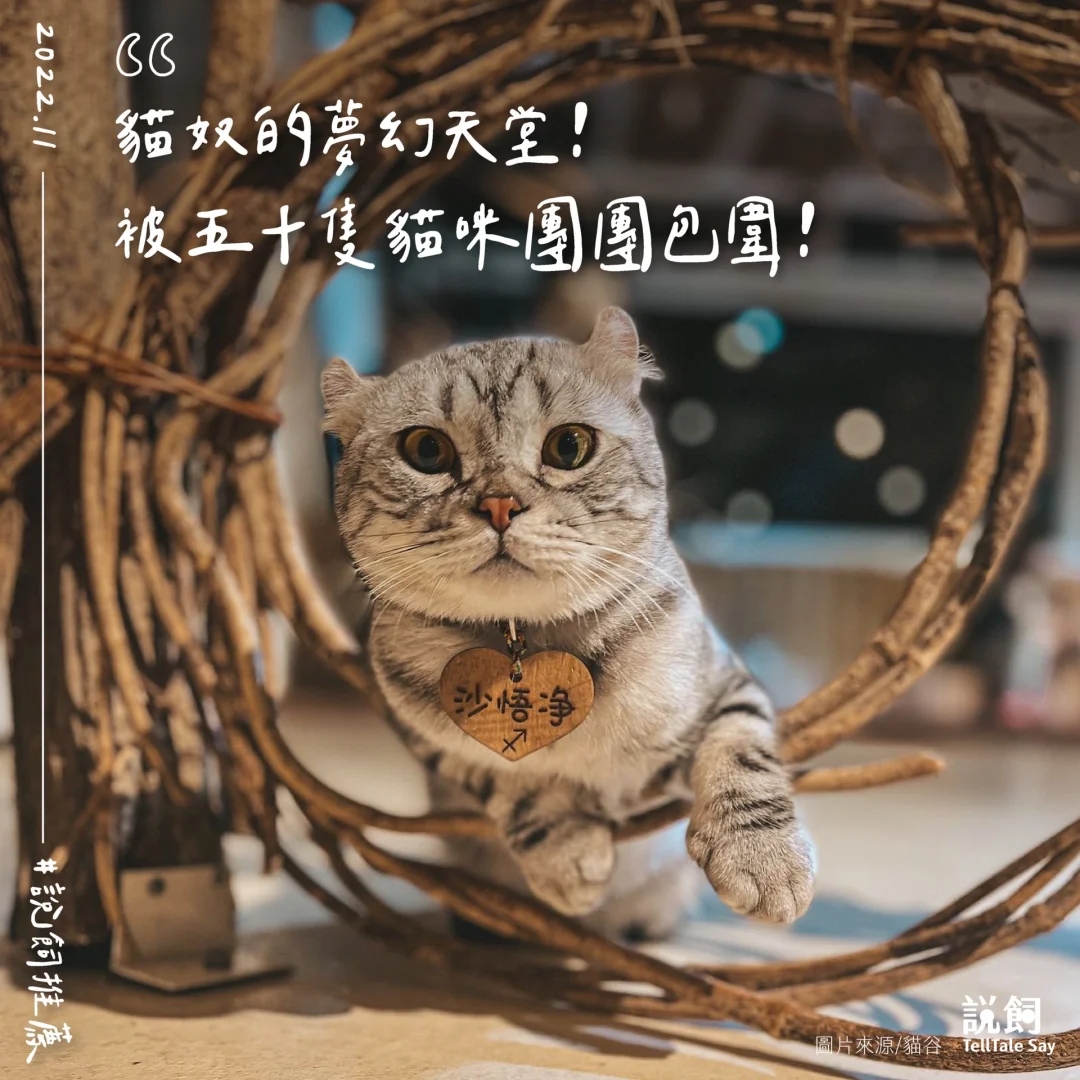 暖洋洋的猫猫村g亲密度_暖洋洋的猫猫村g亲密度_暖洋洋的猫猫村g亲密度