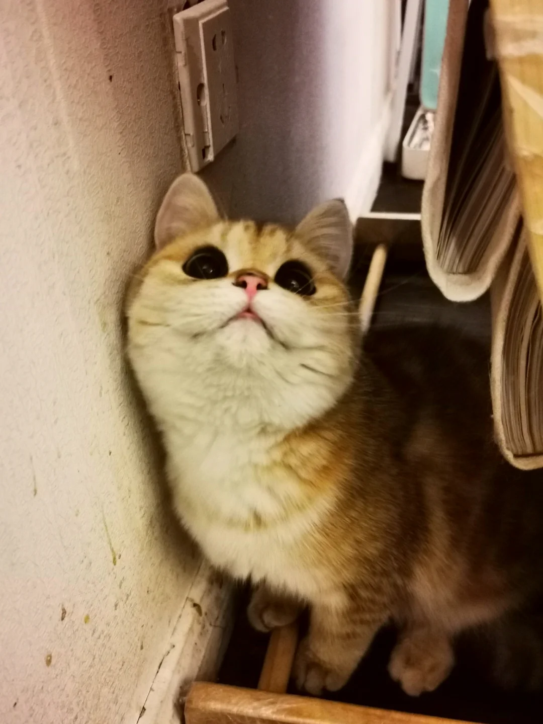 暖洋洋的猫猫村g亲密度_暖洋洋的猫猫村g亲密度_暖洋洋的猫猫村g亲密度