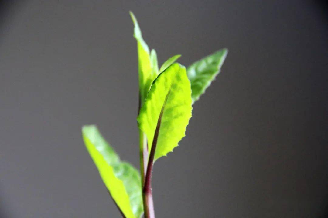 碧蓝幻想踢罐子：战斗间隙的小确幸，让你笑到肚子疼