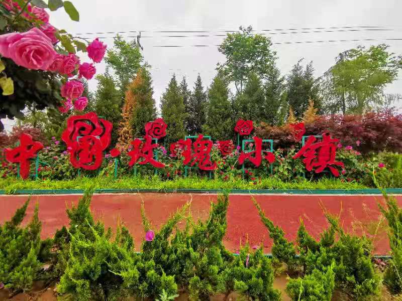 玫瑰小镇助手_手机一键登陆玫瑰小镇_玫瑰小镇刷金币