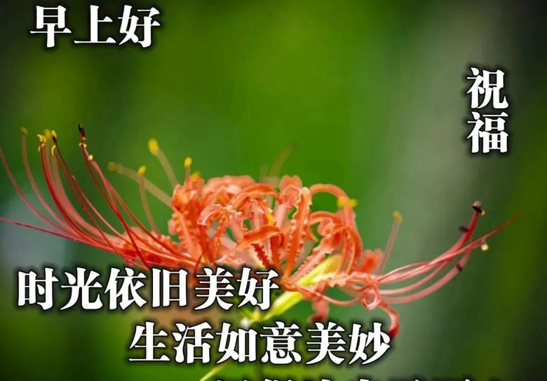 diller-迪勒：梦想的化身，生活的力量源泉，让你勇往直前