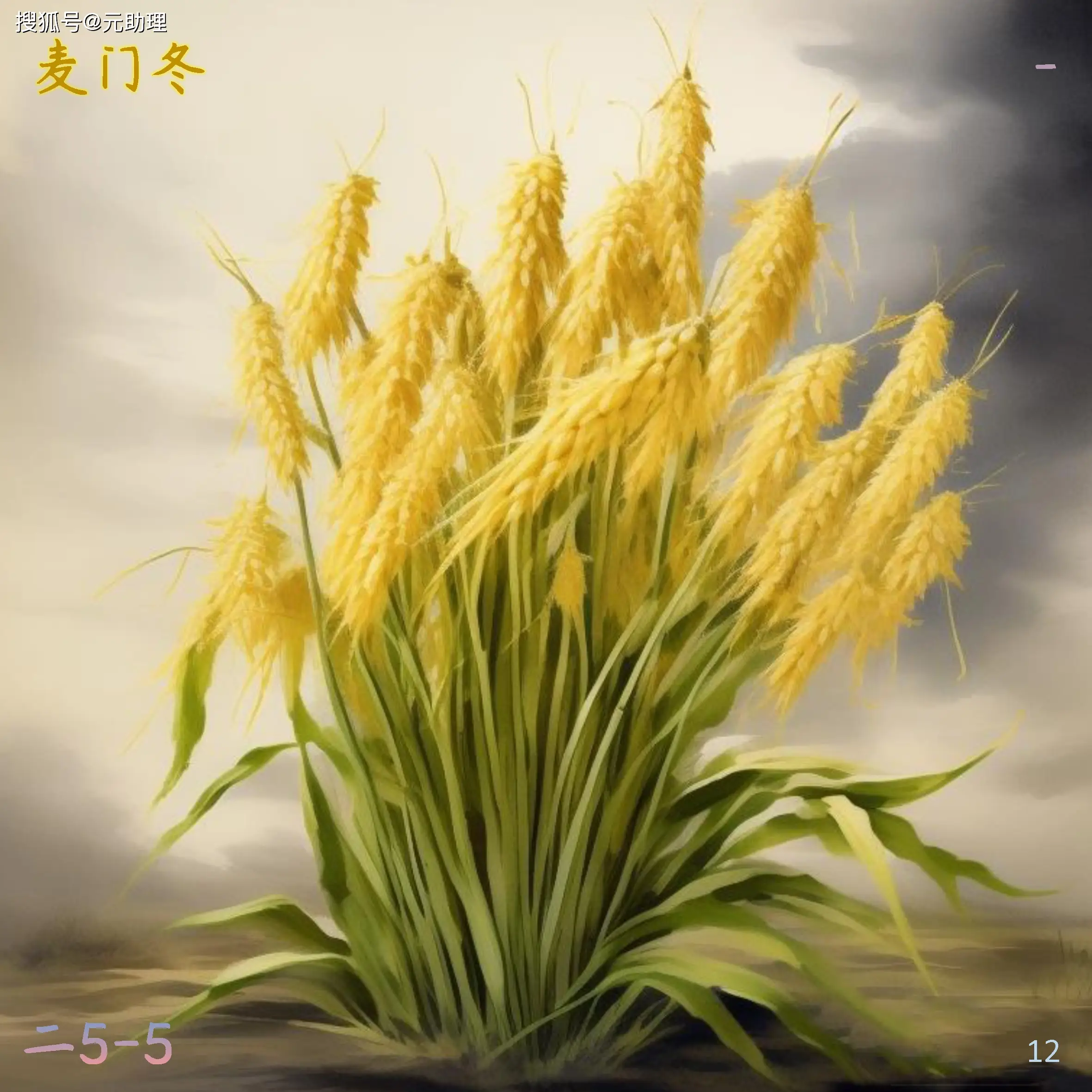 龙葵出自哪里_中药飞蓬龙葵为什么是一对_飞蓬龙葵在一起文